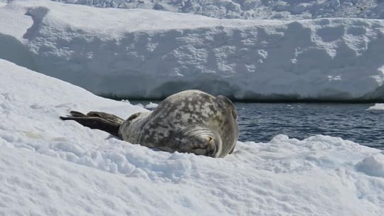 Foca-de-weddell descansando no gelo