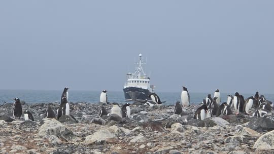 Colônia de pinguins-gentoo e o Hans Hansson fundeado