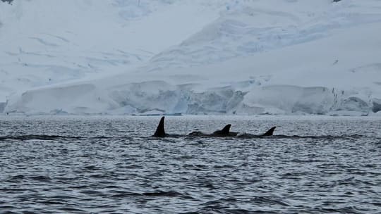 Orcas nadando diante de uma geleira