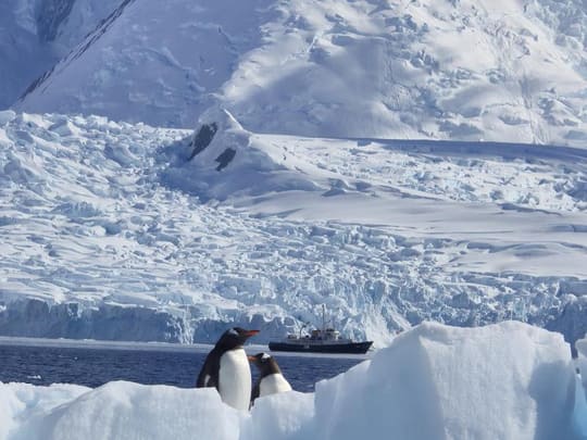 Pinguins diante de uma geleira, com o barco ao fundo