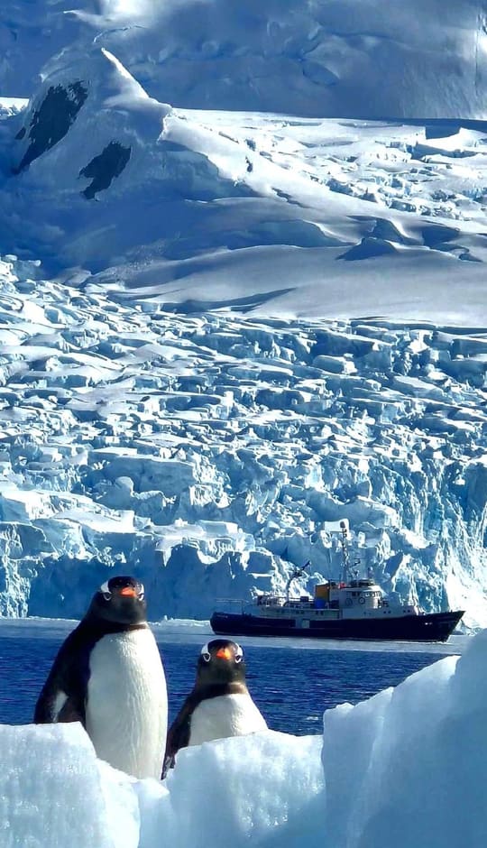 Pinguins-gentoo sobre o gelo, com o Hans Hansson ao fundo