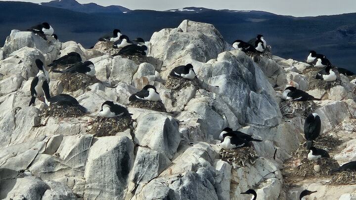Colônia de cormorões nidificando nas rochas