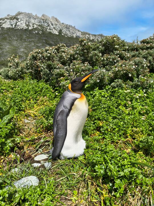 Pinguim-rei em meio à vegetação da ilha